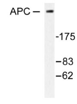 APC Antibody - BSA Free, Novus Biologicals 0.025mg; Unlabeled:Antibodies,